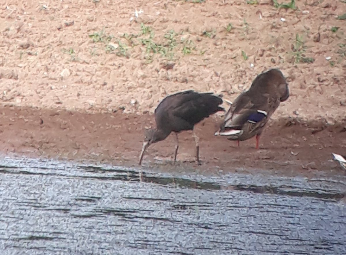 DebsRylands's tweet photo. Glossy Ibis still at @RSPBExeEstuary Matford Marsh #RBNDev @RareBirdAlertUK https://t.co/GnV6Ij9xxG