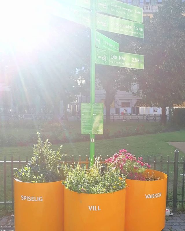 Oslo viser seg fram som både vill, vakker og spiselig med disse installasjonene som Oslo Kommune har etablert i sentrum for å vise hvor noen av de grønne lungene som Ola Narr, Losæter og Geitmyra, sånn omtrent 🌱🌱🌱#nabolagshager #spirendeoslo #villvak… ift.tt/2JLyWPX