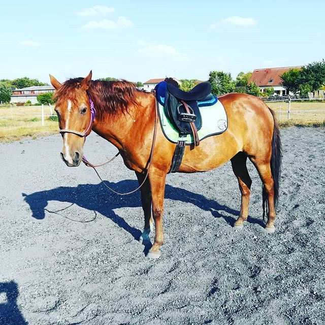CavalierreRando's tweet photo. Et voilà, j'ai craqué. Premier test de monte sans mors, une Jas géniale. Même une petite barre (presque) sans soucis.
#happy #heureuse #sansmors #brideless #poney #pony #horse #cheval #equestrian #cavalierre https://t.co/26yk2nf6ui https://t.co/ttMFFaBd2d