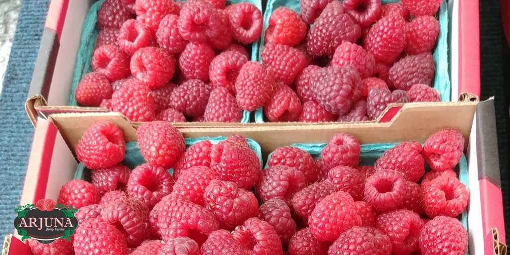 bcraspberries's tweet photo. Our roadside stand at @ArjunaBerry1 is ready for you today with a variety of #bcraspberries! Come and drop by! ❤️🌱

https://t.co/YcNnN9TzR7 https://t.co/RXHpdnMmrC