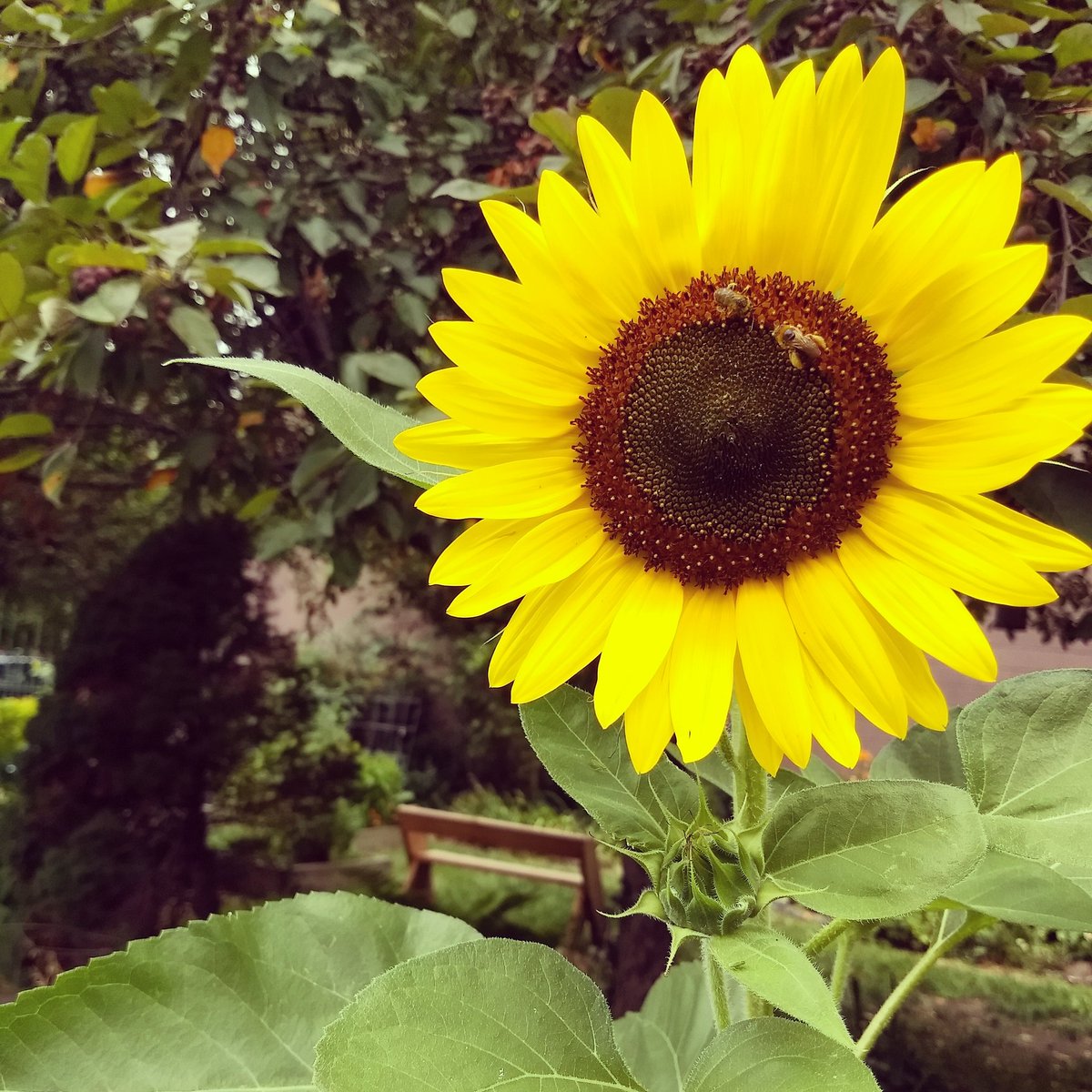 SummitStGarden's tweet photo. We've got Sunday sunflowers and sunshine! Open until 4 pm today! https://t.co/bGRGf6DweC