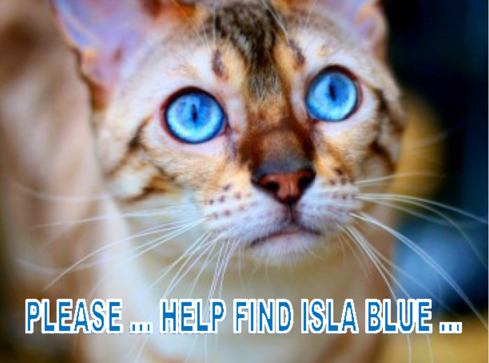 CatsMissing's tweet photo. HELP #FindIslaBlue SNOW #BENGAL #LostCat
ATTACKED BY DOG 11.50am Monday 25/6/18 24 Youatt Ave #Prescot #Liverpool L35 #Merseyside
If you know anything big or small
Maybe someone has a new cat or you may have seen her
Contact owner or @AnimalSearchUK anonymously on 0800 4 320 340 https://t.co/8uhat6QYld