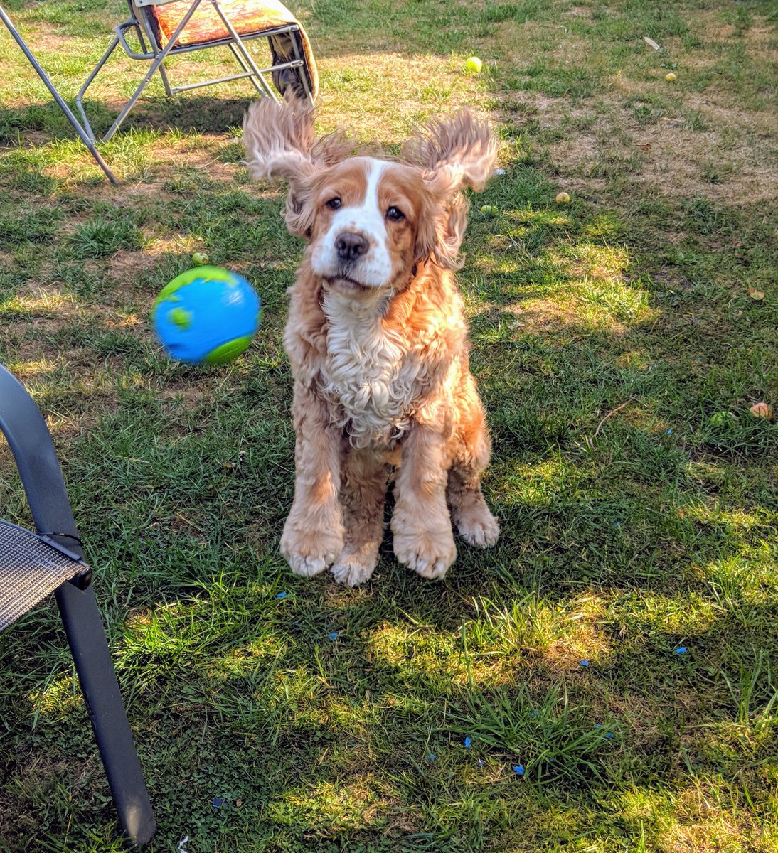 HumAnimaCIC's tweet photo. Thank you @purrfectlyyappy for Flossie's fabulous prize! She absolutely LOVES her new ball!! #Winitwednesday #Orbeeball #humananimalbond #interspeciesfriends #animaltherapy πΆπ https://t.co/mRm0Ve42XF