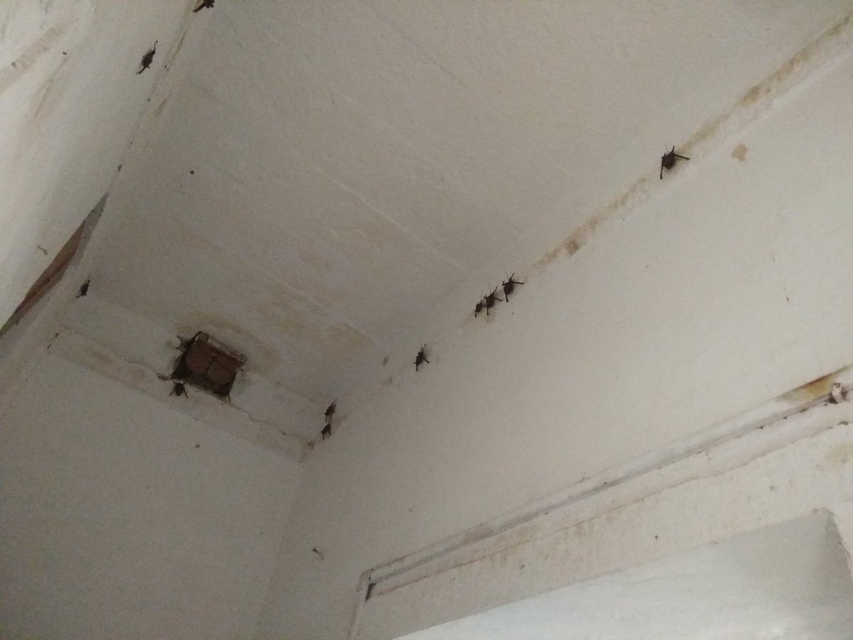 nirupamakotru's tweet photo. Bats, lots of them. Not the mythical, blood-thirsty vampire bats of Count Dracula fame, but harmless fruit bats who like fig trees found in temple complexes😀
And a secret passage recently unearthed by ASI.
At #ManMahal, ManMandirGhat, #Varanasi. https://t.co/hc915YpUnM