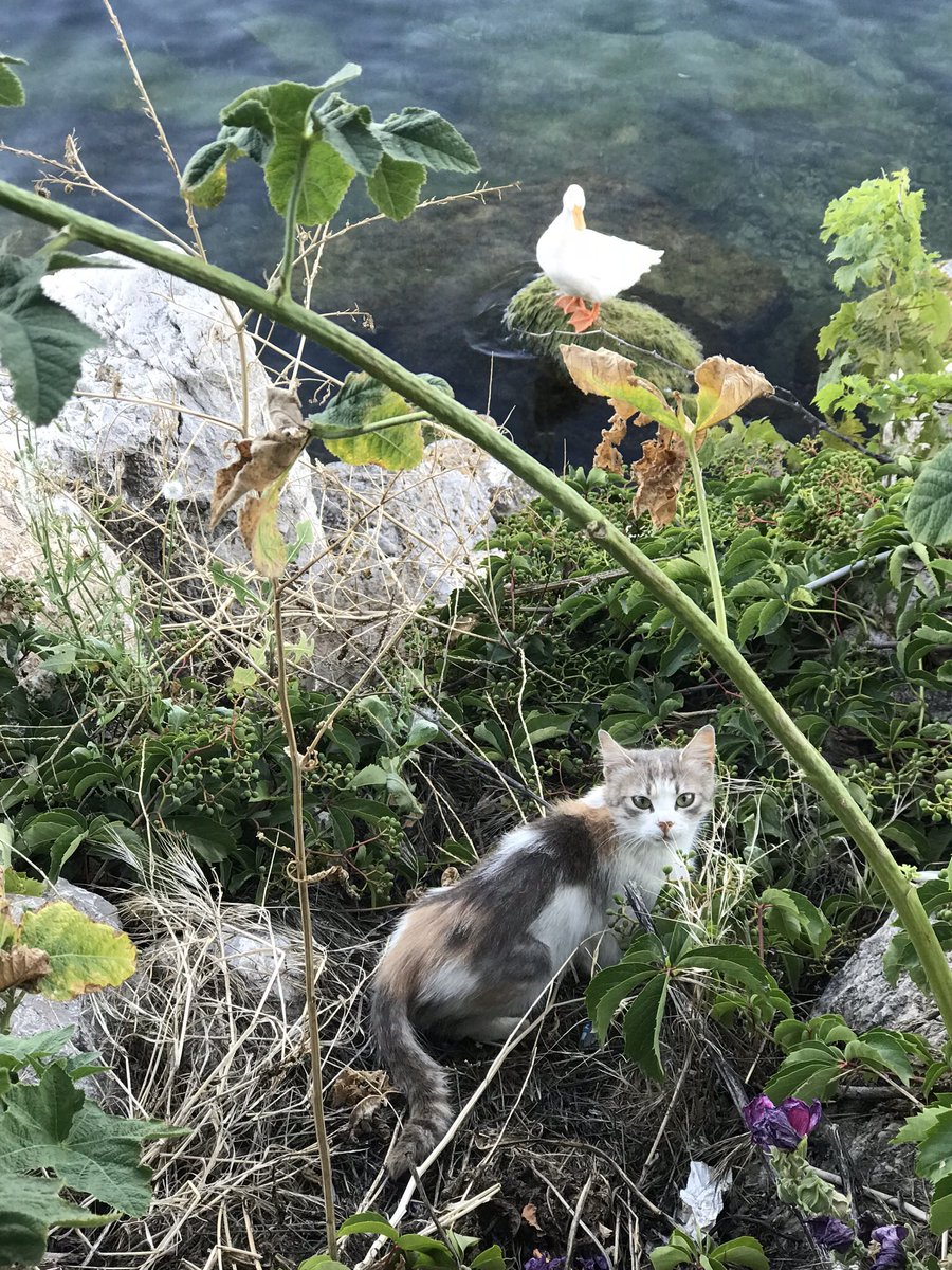 gokhanbozkurt__'s tweet photo. Kedi, ördek ... balıklar, sürüngenler, sinekler ... mikroorganizmalar .... hangisine bakalım ??? #VeterinerHekimlereYıpranmaPayi https://t.co/eacwnGBalK