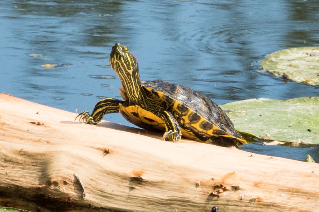 One of the the U.E.A. Broads famed terrapins. #Norwich #Norfolk #UniversityofEastAnglia