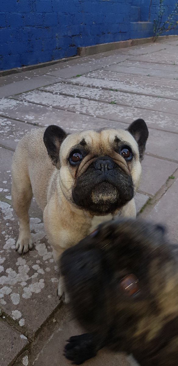 elsjeSDnel's tweet photo. #DiaMundialDelPerro https://t.co/rCUkhTZygn