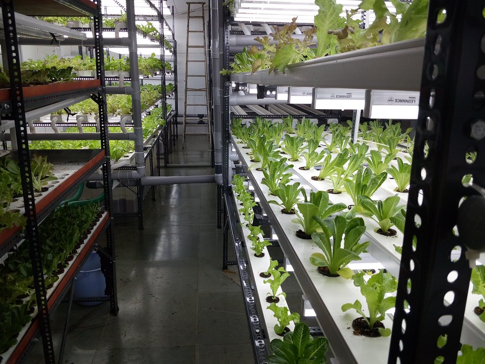 zenhydro_social's tweet photo. Since there is no soil involved in the process, there is no need for #pesticides. Set up a system in a vertical farming model with racks that have seven levels to save space. Know more @ https://t.co/R0IRroEqjt. Get up to 30% Off on Hydroponic Products!

#hydroponics #zenhydro https://t.co/fSUaeNKxLd