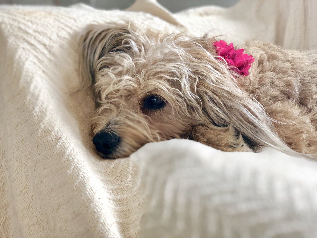 susantran's tweet photo. I’m the crazy one who loves taking pictures of dogs!!!
❤️🐶❤️🐶❤️☀️🏖🐾
These two are just pooped from playing. Hahahah!!! #MargaretTheDog #IAmCharlieMae
#ACK #DogsOfNantucket #HoorayForVacay https://t.co/d1aWVnhzzL