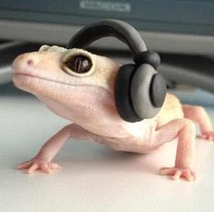circleofsun's tweet photo. #IfIHaveToGoOut... I'm definitely bringing my headphones. 🎧😉 https://t.co/H9hdws8EBh