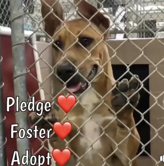 reddogsusie's tweet photo. ROO IS SAFE (&amp; her best pal Kanga is safe too!)❤️❤️❤️
Thanks to Cypress Lucky Mutt Rescue😍See freedom pic😍
Paypal: Luckymuttrescuepress@gmail.com
#TX #HarrisCo
Thanks to all shared her🙏🏻
https://t.co/bfCy4AGbNd https://t.co/Dc2ut2CuSJ