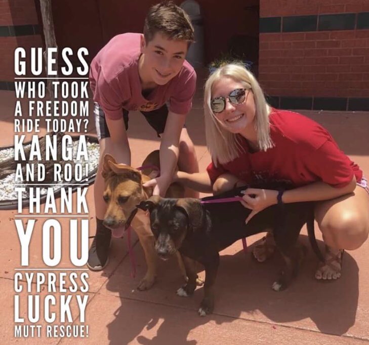 reddogsusie's tweet photo. ROO IS SAFE (&amp; her best pal Kanga is safe too!)❤️❤️❤️
Thanks to Cypress Lucky Mutt Rescue😍See freedom pic😍
Paypal: Luckymuttrescuepress@gmail.com
#TX #HarrisCo
Thanks to all shared her🙏🏻
https://t.co/bfCy4AGbNd https://t.co/Dc2ut2CuSJ