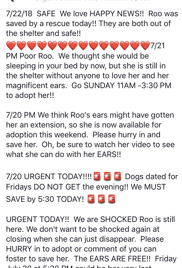 reddogsusie's tweet photo. ROO IS SAFE (&amp; her best pal Kanga is safe too!)❤️❤️❤️
Thanks to Cypress Lucky Mutt Rescue😍See freedom pic😍
Paypal: Luckymuttrescuepress@gmail.com
#TX #HarrisCo
Thanks to all shared her🙏🏻
https://t.co/bfCy4AGbNd https://t.co/Dc2ut2CuSJ