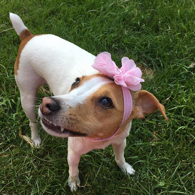 Nova_Kepler's tweet photo. Not so tough looking with a flower on her head 🌸🐕🌸 also, look at those teef ♥️ #teef #flower #flowers #dog #dogsofinstagram #dogs #puppy #puppylove #jackrussell #jackrussellterrier #instadog #dogoftheday #puppiesofinstagram #puppygram #puppylife … https://t.co/GEVatqqjvS https://t.co/wKaXE6Kbt1