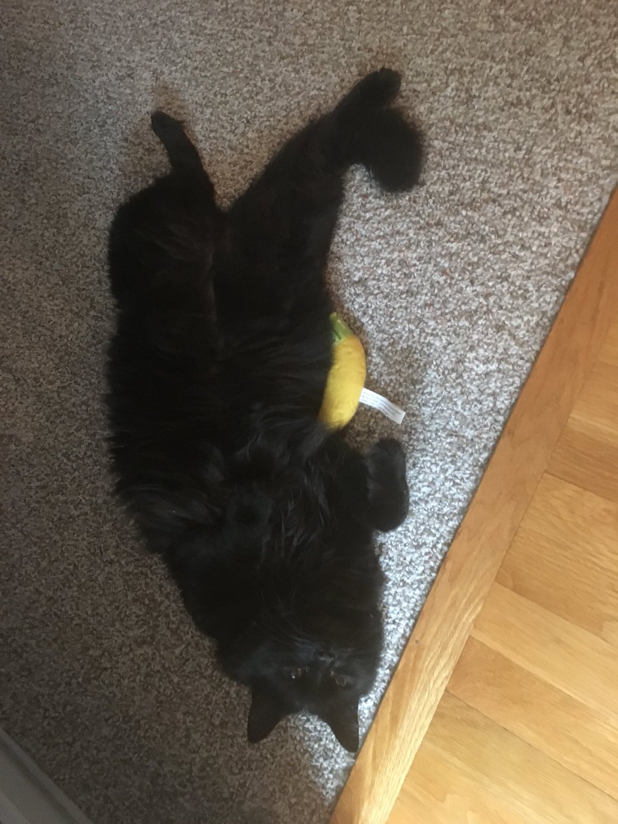 high_paw's tweet image. Too much catnip for this guy! Who’s cats love this stuff?? #yeowww #yeowwwcatnip #yeowwwbanana #highpawpetsupplies #loveyourpets