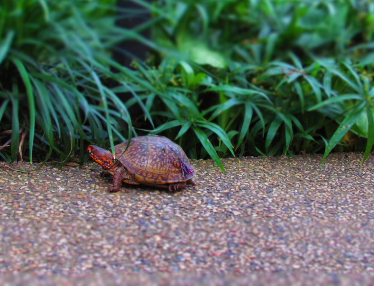ourboomerblog's tweet photo. Tomorrow we will showcase the Des Moines Botanical Gardens, We met this little camera friendly guy there. Be sure to check it out. @catchdesmoines @Travel_Iowa @dm_garden #gardens #turtle #newfriend #camera #selfie #Instafriend #instaturtle #OurChangingLives #visitlikealocal https://t.co/0PH12p2oFz
