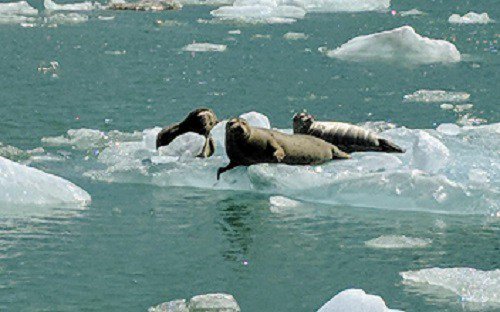 PearsonsPond's tweet photo. Tracy Arm Cruise https://t.co/5FXM43oSqA https://t.co/YzjPhSo2jX