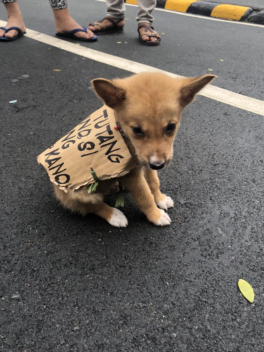 ABSCBNNews's tweet photo. Protesters in UP Diliman bring their dog named โMochaโ that carries a banner vs President Duterte | via @Jasmin_Romero #SONA2018 https://t.co/DUGG50l3Tq