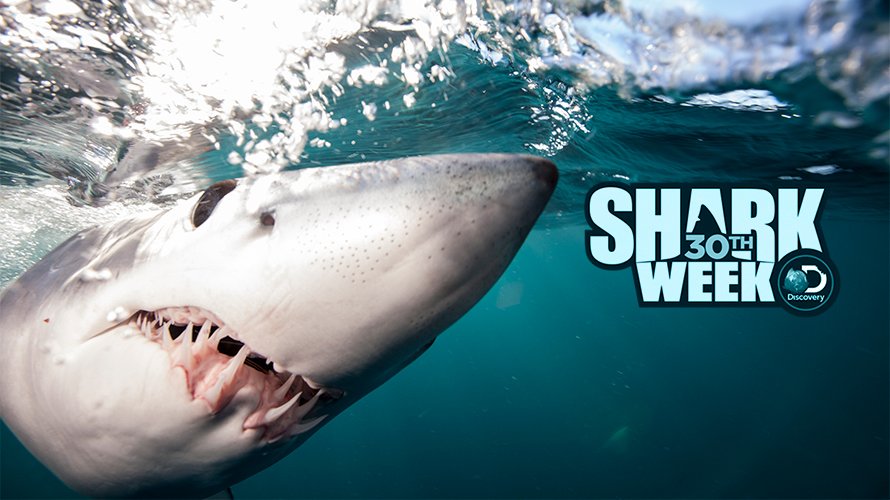 KristenMLaw's tweet photo. @Discovery nailed the birthday gift this year 🦈 #SharkWeek2018!! Thank you, @SharkWeek https://t.co/ehaUhnO4R6