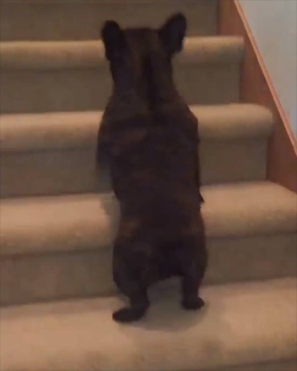 PoocheoStore's tweet photo. I cannot stop watching this 😂 https://t.co/Jd44DNy0IU https://t.co/CX8vVehlr8