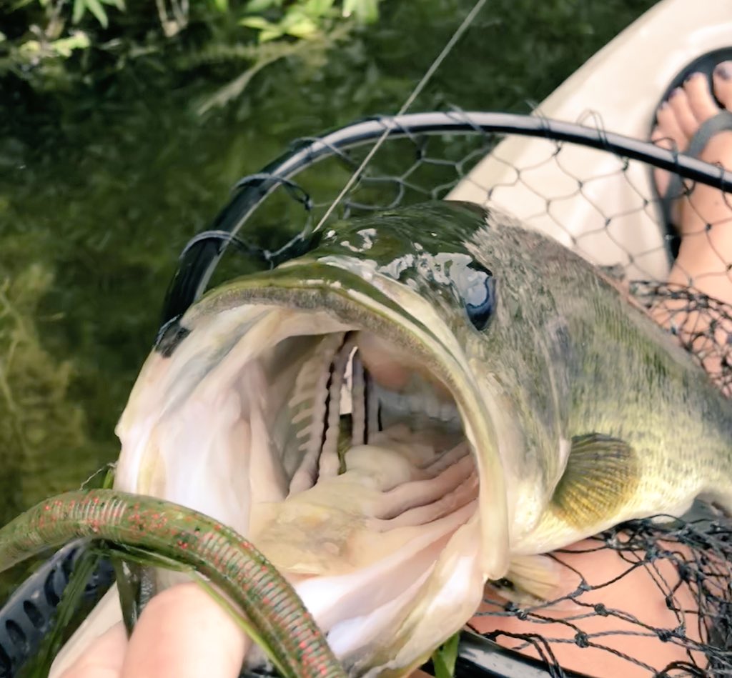 Greatlakesgirl_'s tweet photo. A couple beauties I caught this afternoon 🎣 #bassfishing #fishinglife https://t.co/alB1Ijuxi5