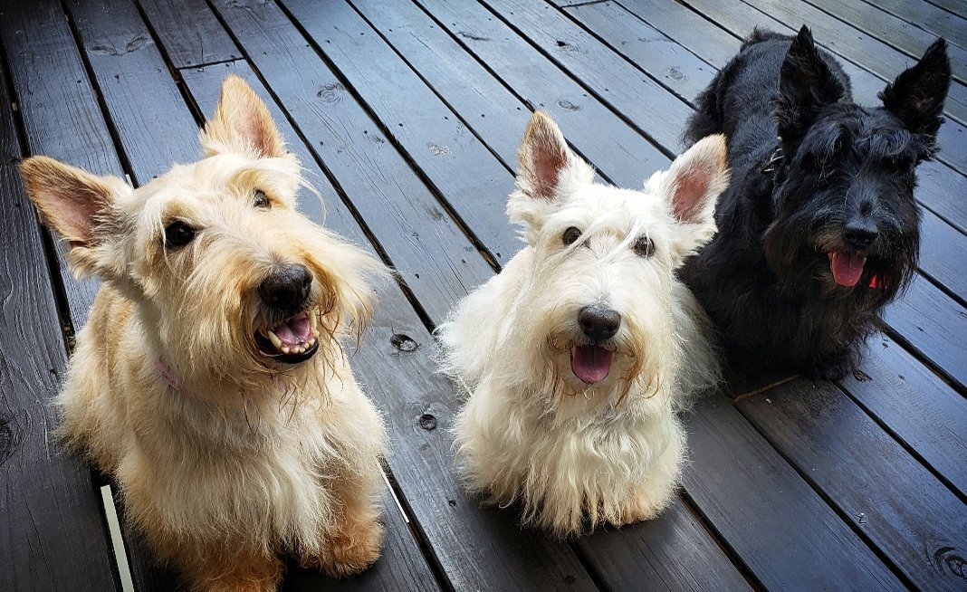 TheScottieMom's tweet photo. @heybitna @3jdog3 @sjchocaholic @pipnic2 @BraveFergus @Flaaaaalala @darwinsdiaries @mk_inwa @7trekky @AggieScottie @LAinfamy Hello, friends! Love, three of your favorite smiley Scotties. <3 https://t.co/Qbmp9LRszt