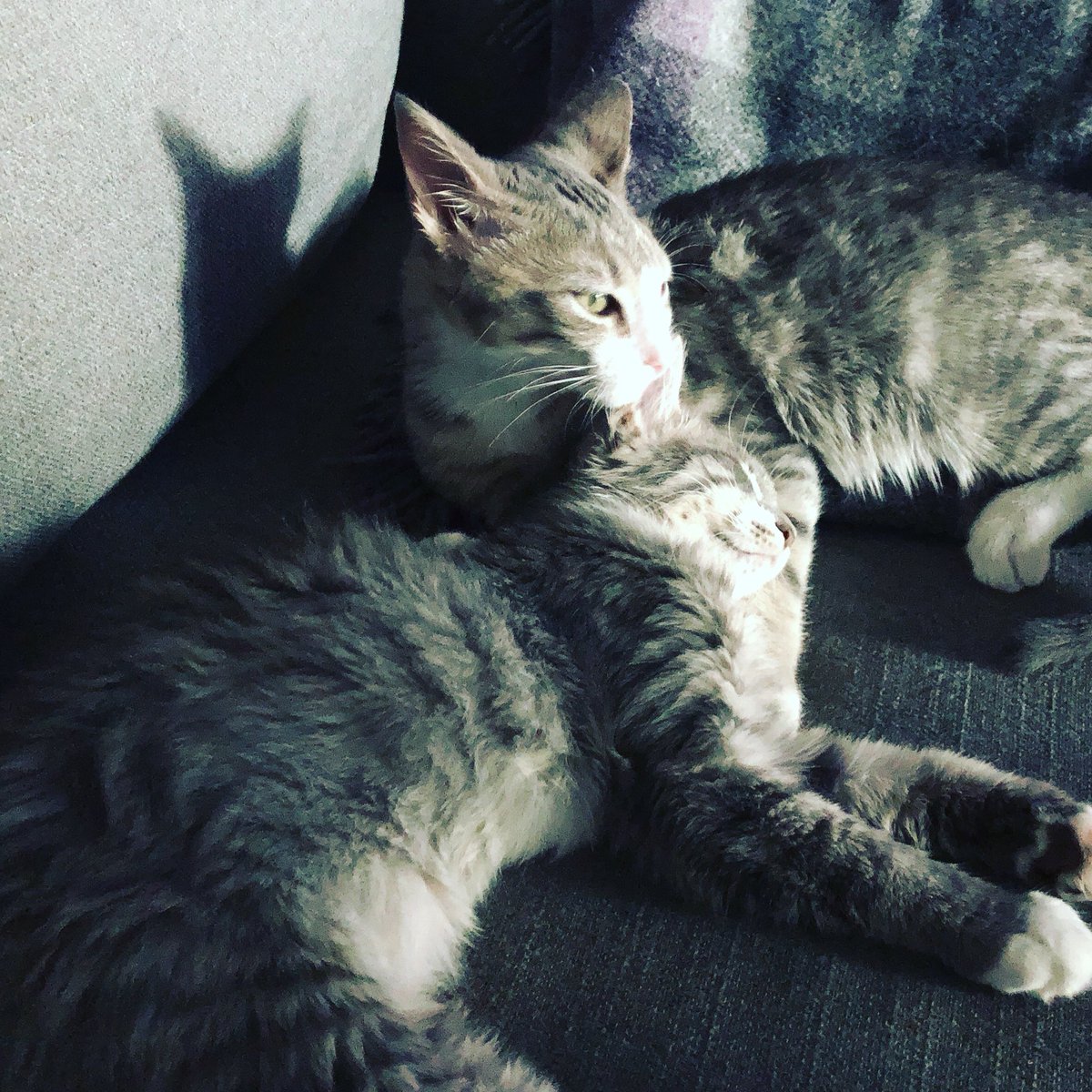 acslattin's tweet photo. Movie, snuggles, and bit of love. #catlover #Meow #Movie #rainyday #Sunday https://t.co/DTTfOmABFR