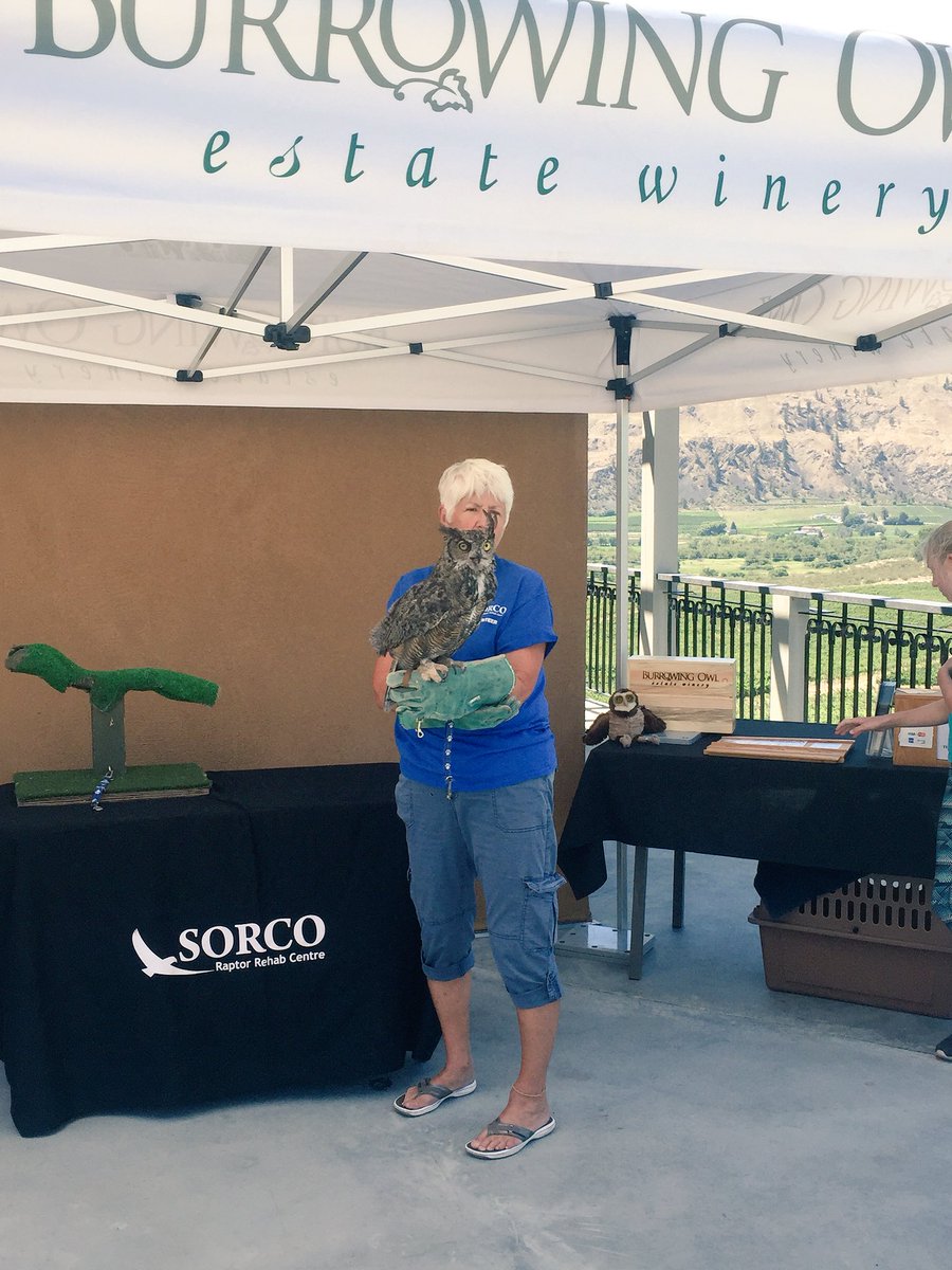 baads's tweet image. Houdini the great horned owl ambassador from SORCO is here @BurrowingOwlBC prior to the release of a great horned family at 2pm  @UncorktheSun