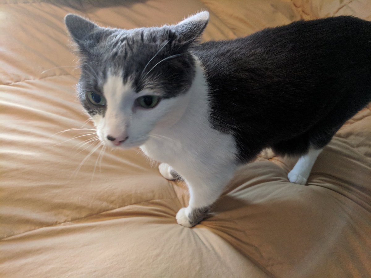 CatBattleDotNet's tweet photo. Looking at every last cat picture on the internet #IsAFullTimeJob https://t.co/6yZY8KClbs