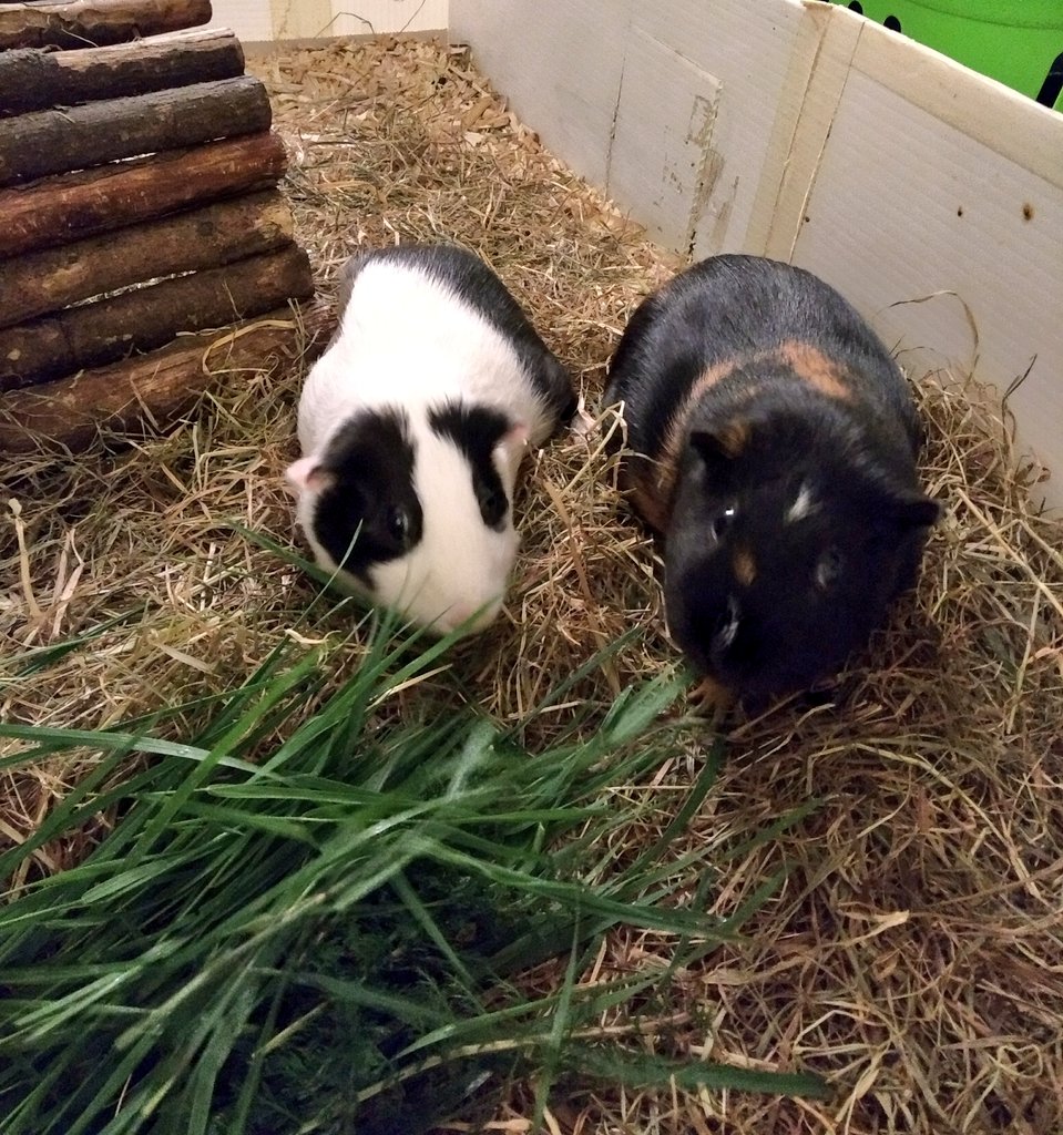 hellomegapig's tweet photo. Grass? Don't mind if I do 😊 https://t.co/xZ4NzyE246