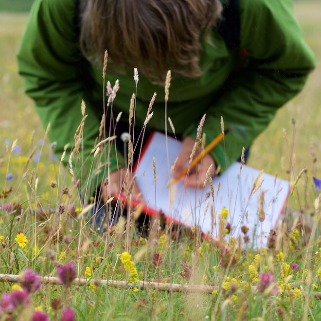 We did a flower count on the #SSSI #machair at Calgary Bay. Wonderful to see the #wildflowers begin to return. #isleofmull #wildflowerhour