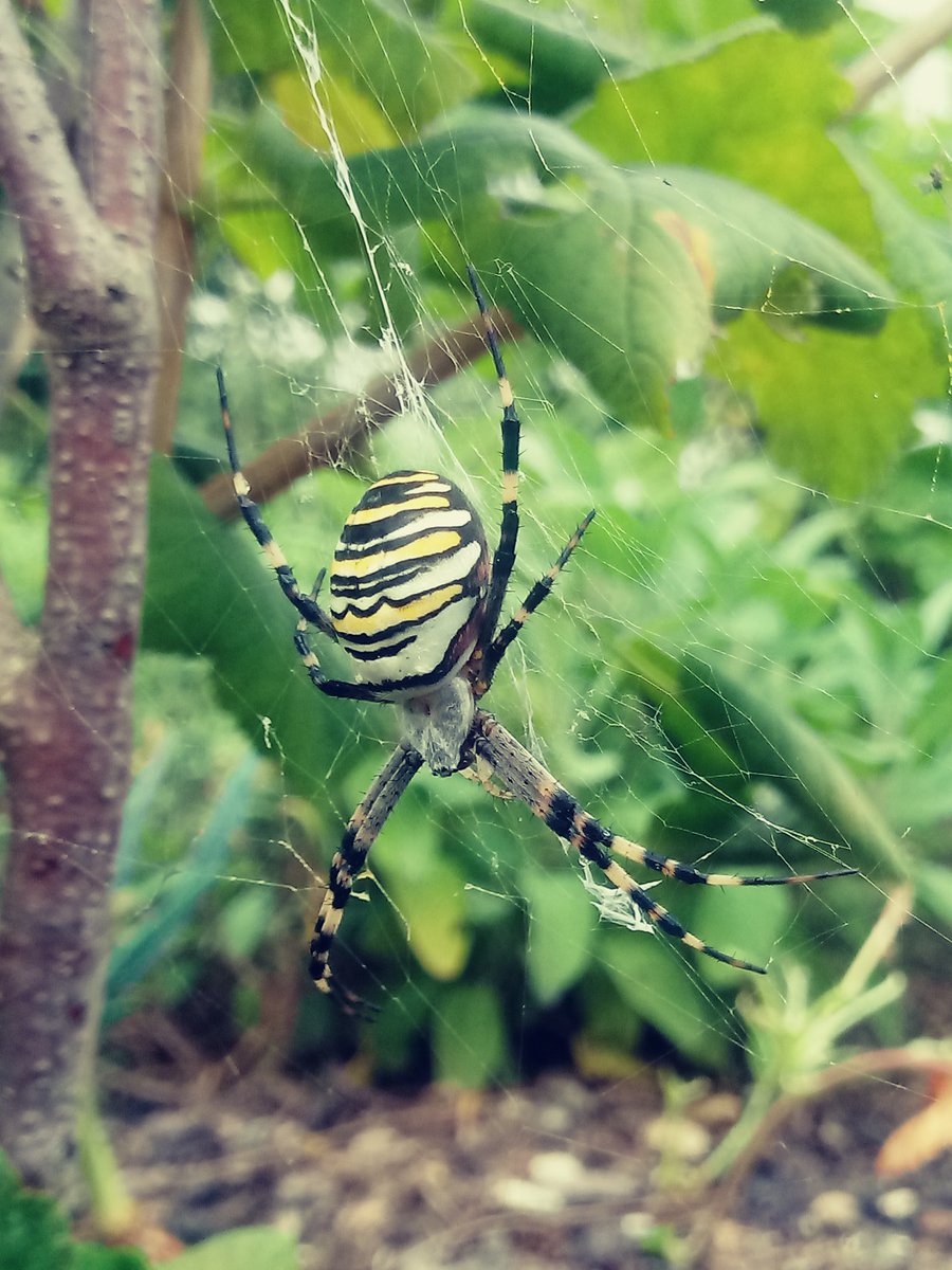 BecauseICare8's tweet photo. My new neighbour-a huge wasp #spider. Did she move in because #climate has gotten warmer? ...or she just likes my company  ;-) https://t.co/JhyJxUX84j