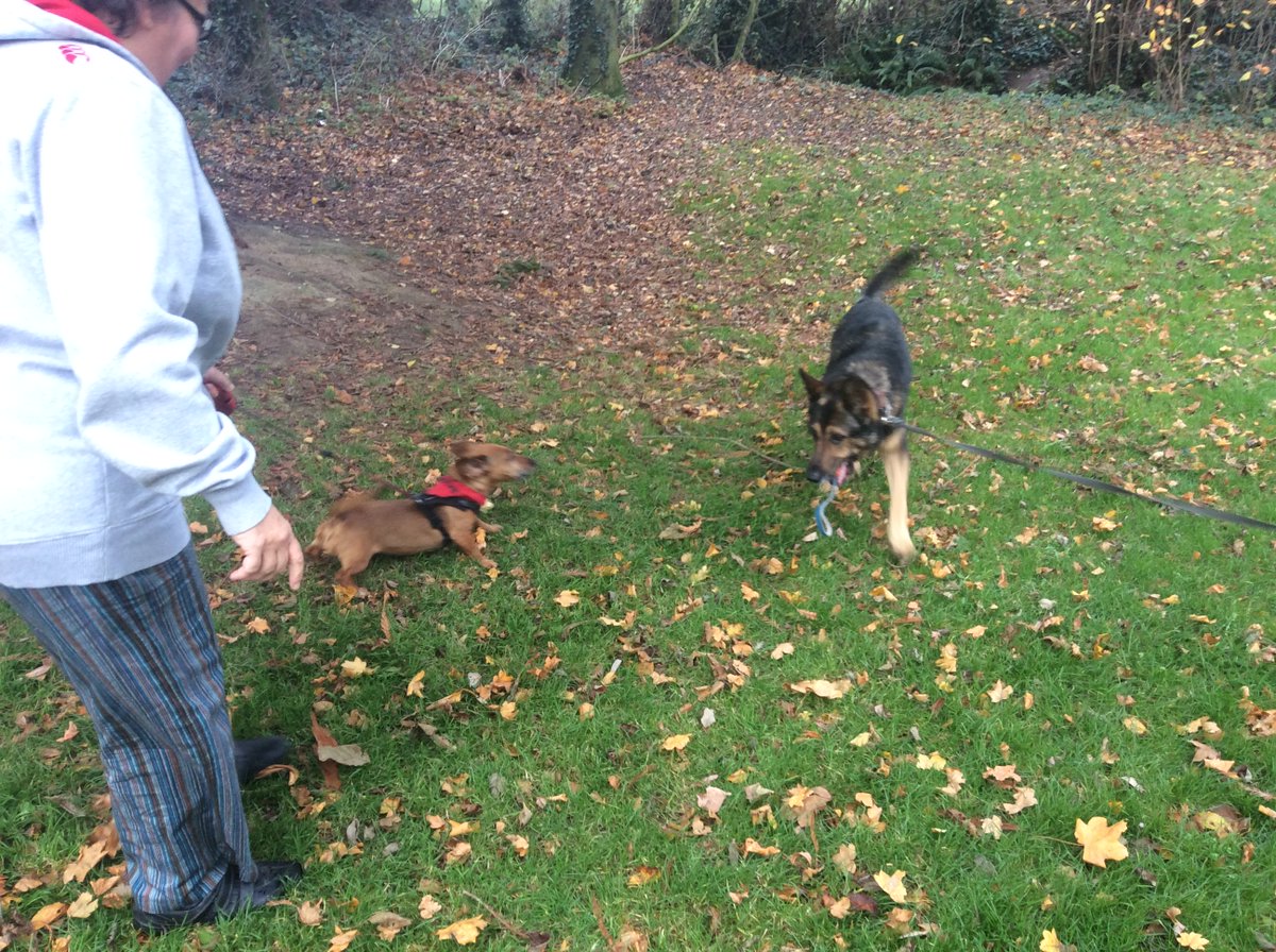 PoplarsPenny's tweet photo. @DerbysDogPolice this is whe4n a shortlegged dog of the german variety met a long legged dog og the german variety a bark of ensued & the it was a draw #FinnforChange #RPDFinn https://t.co/jlJakktdCD