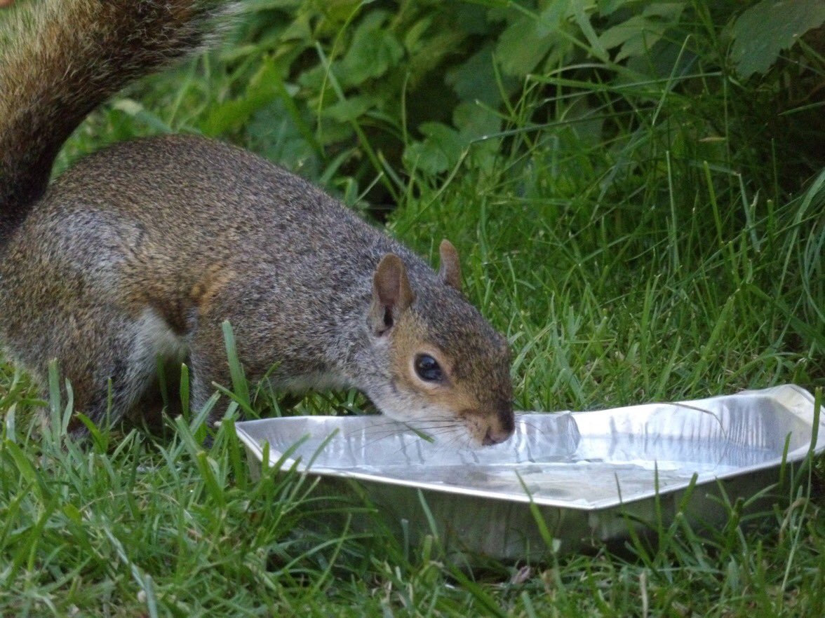 Secret Squirrel tweet media