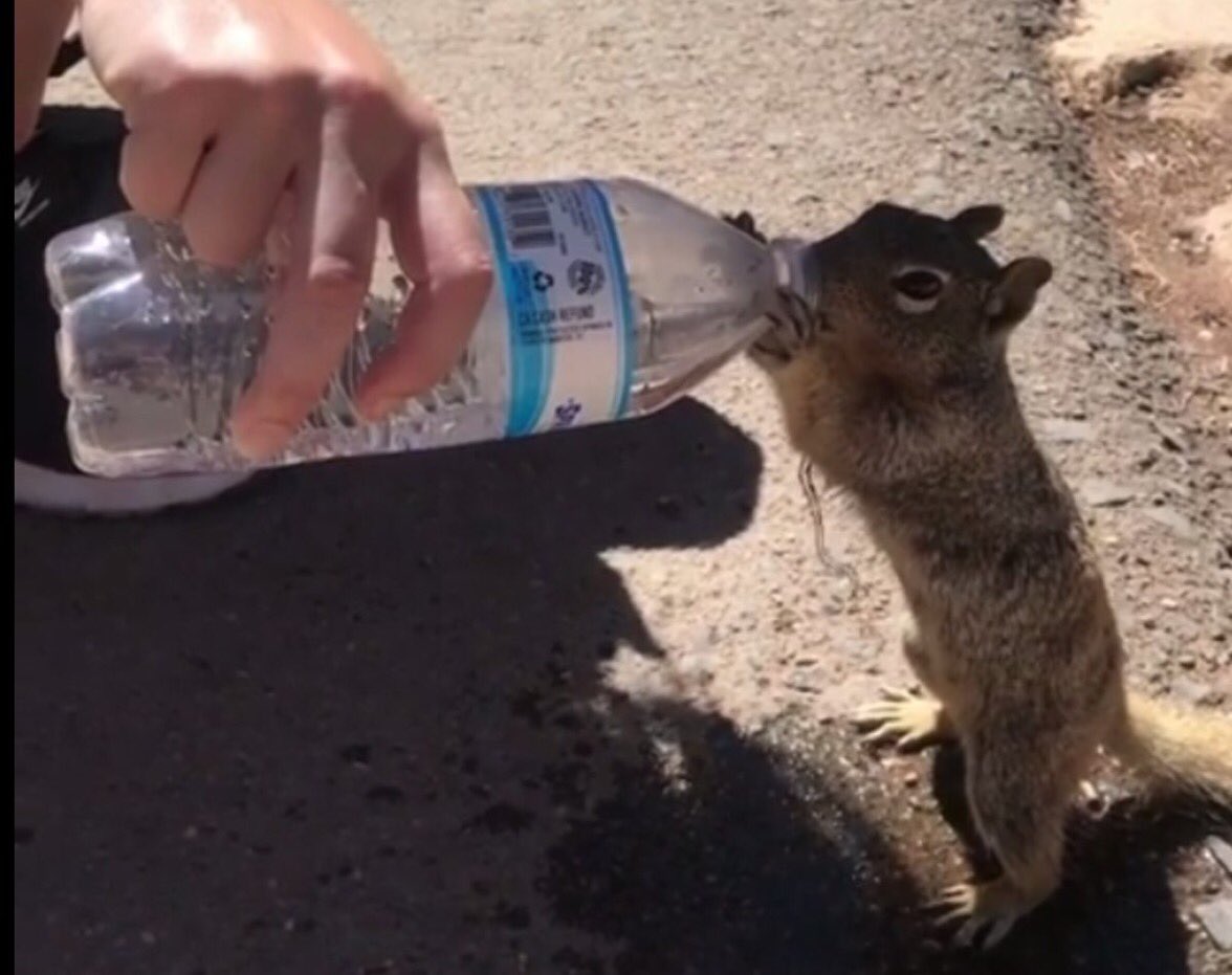 Secret Squirrel tweet media