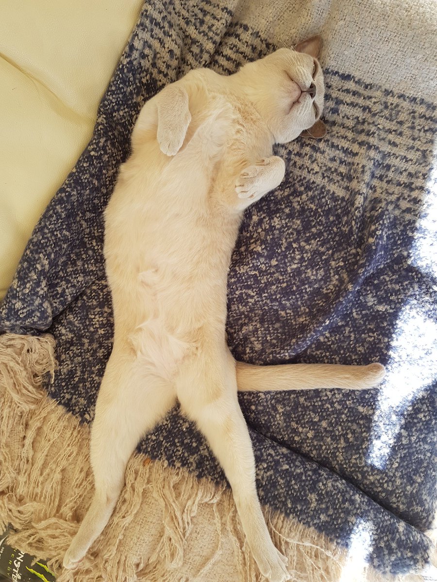 millyfromoz's tweet photo. Here's my upside down #NHVNaturalSelfie for extra points for @StrayLiotta and @NHVNaturalPet ! Hey - if I'm upside down in Oz, does that mean that you lot in the northern hemisphere can see me the right way up ?? #Confused #CatBrain https://t.co/yj8LddOAzR