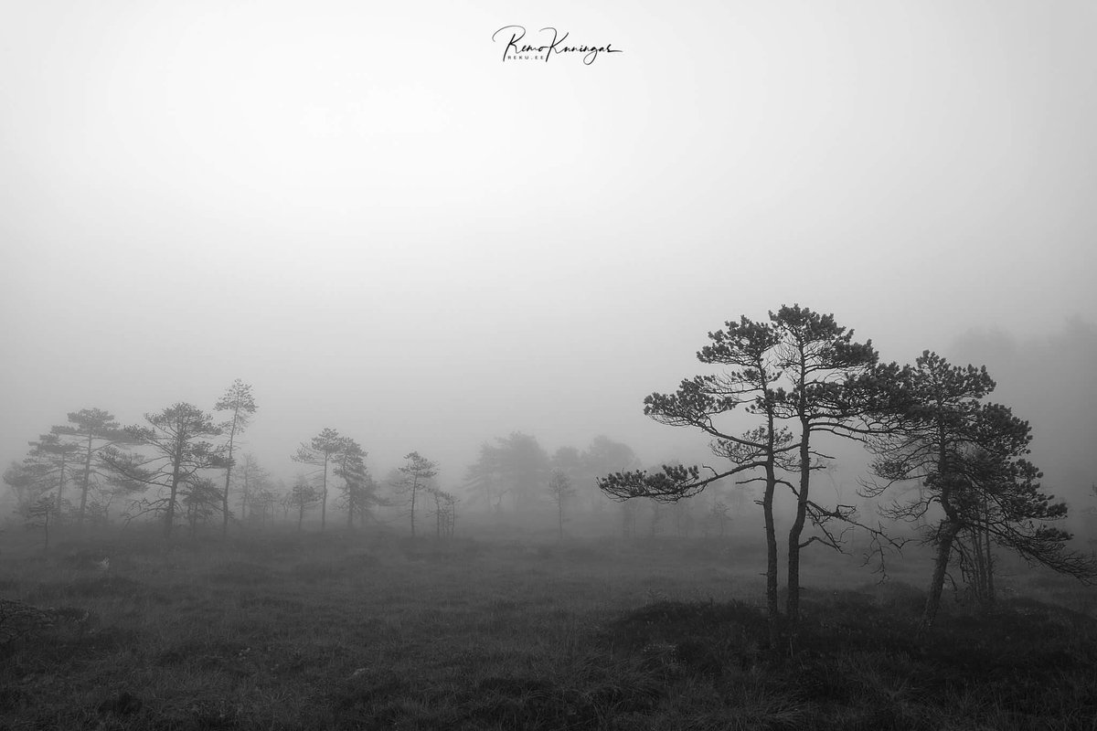 remokuningas's tweet image. Bog pines in the mist

#nature #fog #mist #morning #trees #pines #estonia #eesti #photography #visual #bw #blackandwhite