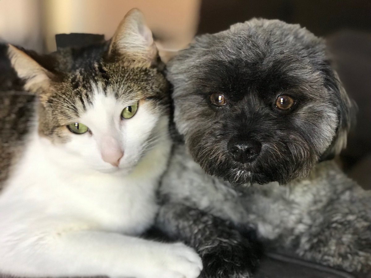 OMID_ARME's tweet photo. Little Peanut Omid from Iran (dog) raised Mickey (cat) since he was just a few weeks old. Both rescued by @beaglefreedom @AKatPalmer #AdoptDontShop https://t.co/b1XLYejOQ7