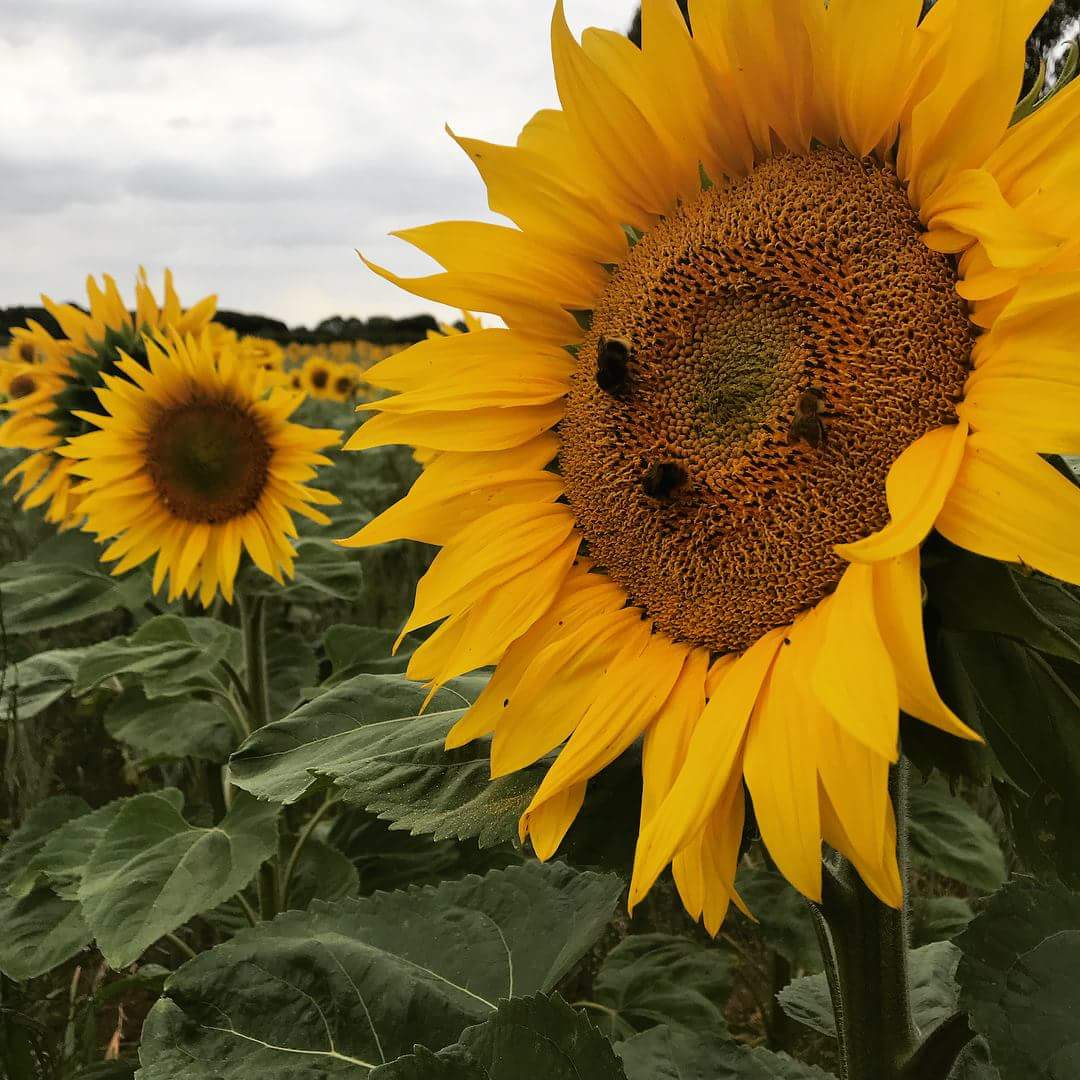 AaronsBattle's tweet photo. We have hit 148k. 🙌🙌🙌🙌🙌

Thank you all!!! 

Let's keep the push on to 150k.. less than £2000 to go. 🌻🌻🌻🌻

https://t.co/h07FYS5YFm

Text TDAB88 £5 to 70070

#AaronsBattle #ThankYou #SundayMotivation https://t.co/9fowqIg33B
