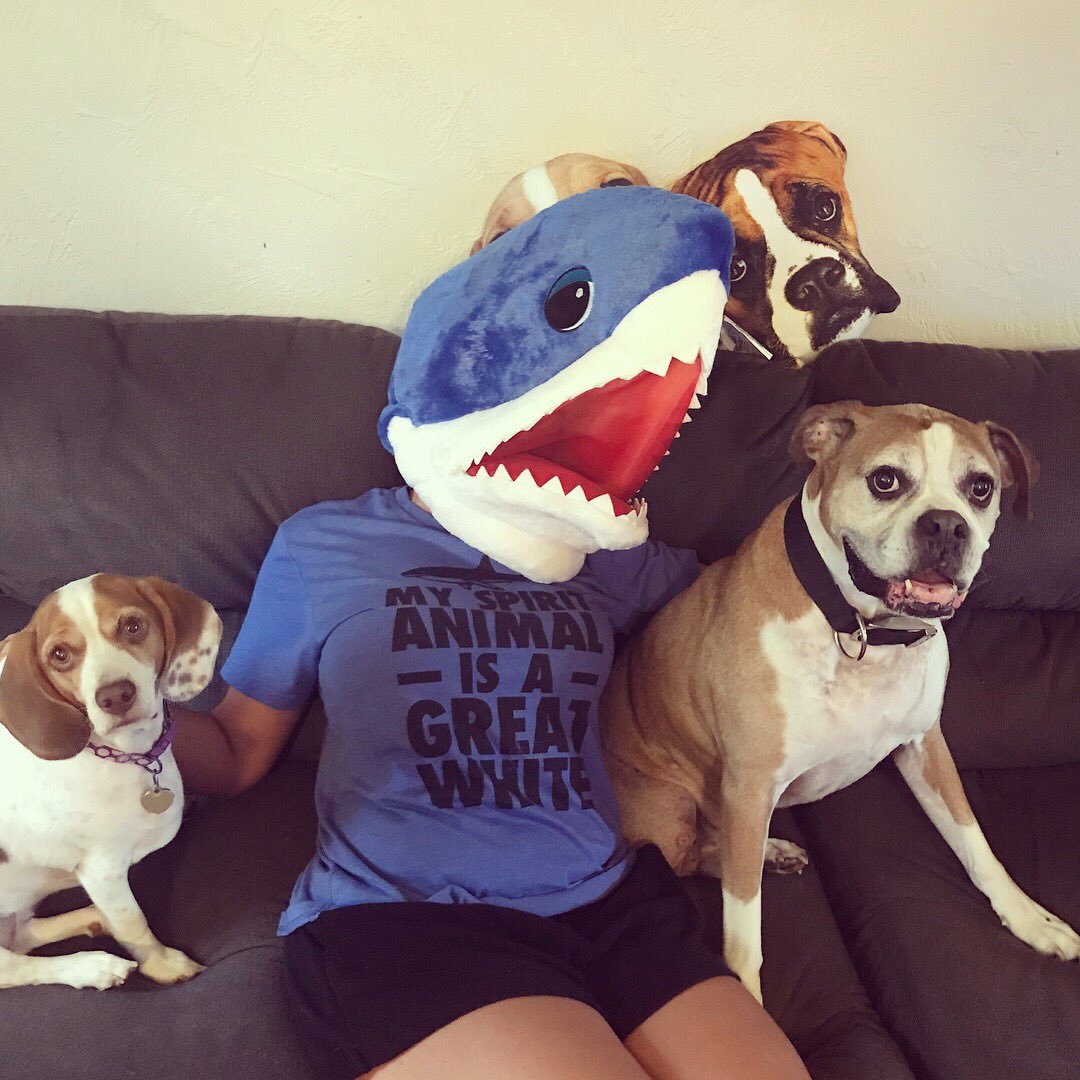 ashleyclen09's tweet photo. We’re ready for shark week!! 🦈🌊🐶 #sharkweek #sharkafterdark #itsabadweektobeaseal #slightlyobsessed @sharkweek @BobTheShark https://t.co/3AQGGJUv52