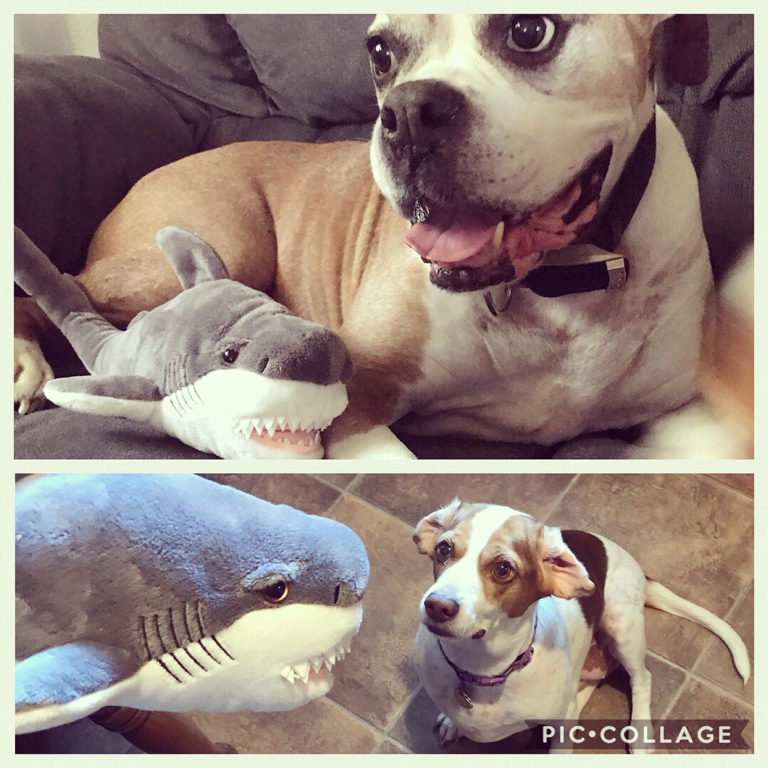 ashleyclen09's tweet photo. We’re ready for shark week!! 🦈🌊🐶 #sharkweek #sharkafterdark #itsabadweektobeaseal #slightlyobsessed @sharkweek @BobTheShark https://t.co/3AQGGJUv52