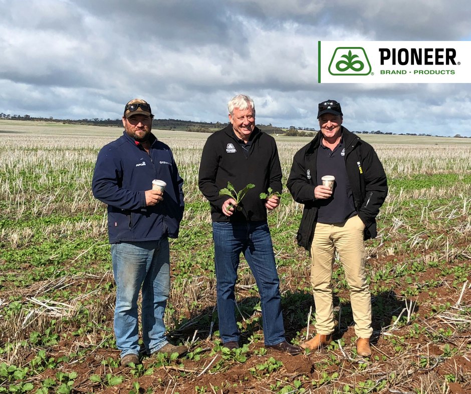 pioneerseedsau's tweet image. Farm Services Consultants Rob Bagley and Tony Munns paid a visit to Farm Manager Aaron Falconer in Wongan WA to check out how well Pioneer® canola hybrid #44T02TT was growing...while enjoying a great latte from the local café.