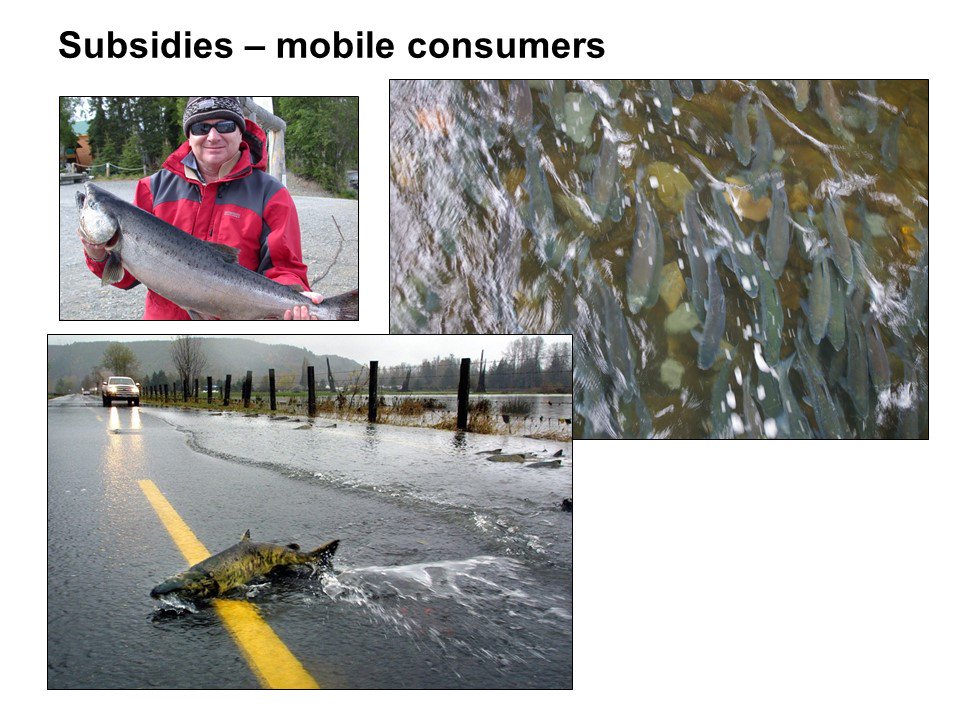 l_marazzi's tweet photo. Stuart Bunn's #stableisotopes lecture at @aquatrop2018 #AQUATROP2018 @GriffithARI #mixingmodels #diet #crocodiles #fish #Carbon13 #Nitrogen15 @aquaticfoodwebs @FIUTropics @FIUWater https://t.co/8rlRyAnZdG