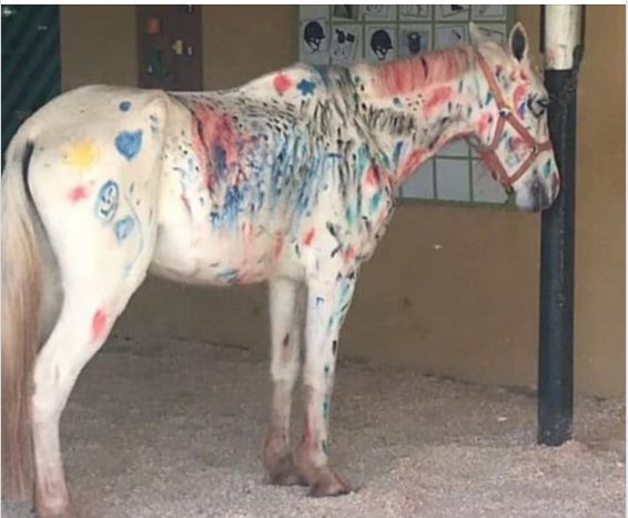 macunaimaz's tweet photo. A Hípica de Brasília-DF, usou esse pobre cavalo🐎🐎🐎como atração para as crianças pintarem e se divertirem em sua colônia de férias.😢😨💔Enquanto tentamos educar as crianças para que tenhamos uma sociedade mais consciente, nos deparamos com uma coisa absurda dessas.😢 https://t.co/zj7dJxex3p
