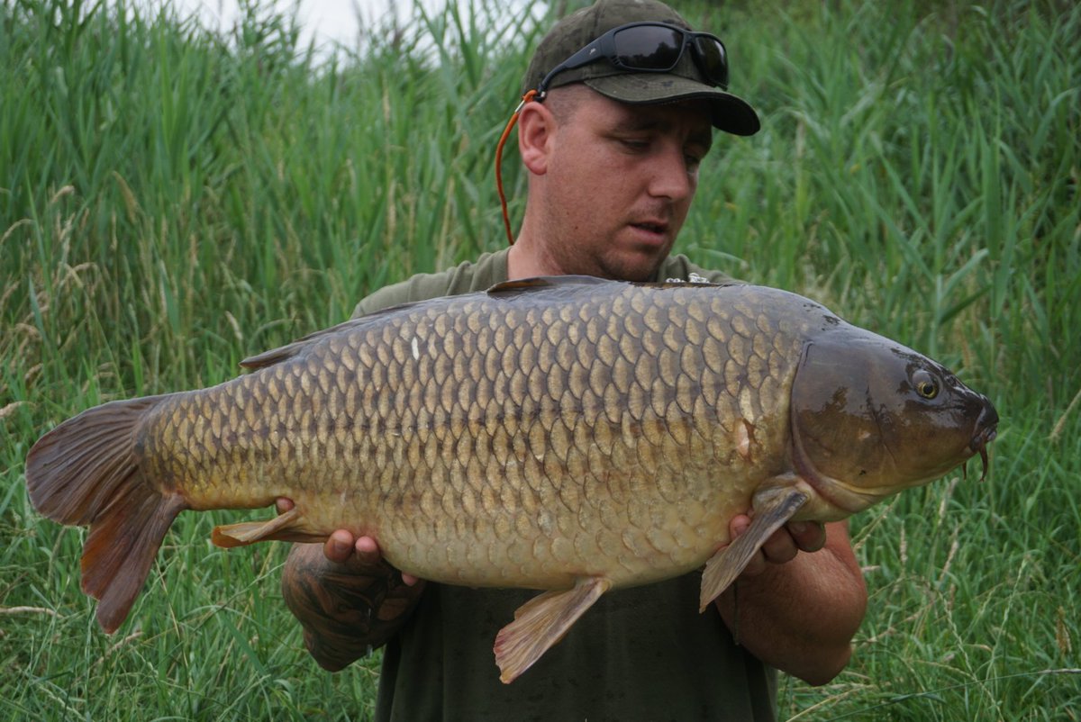 CoreBaits_uk's tweet photo. **Mangrove Bangers**
@deanpowerlfc with these 2 stunning Mangrove commons, both falling to CB4 boilie range.
#GetOnTheCore #NoHypeJustBait #CoreBaits https://t.co/BoTXbcEe7Q
