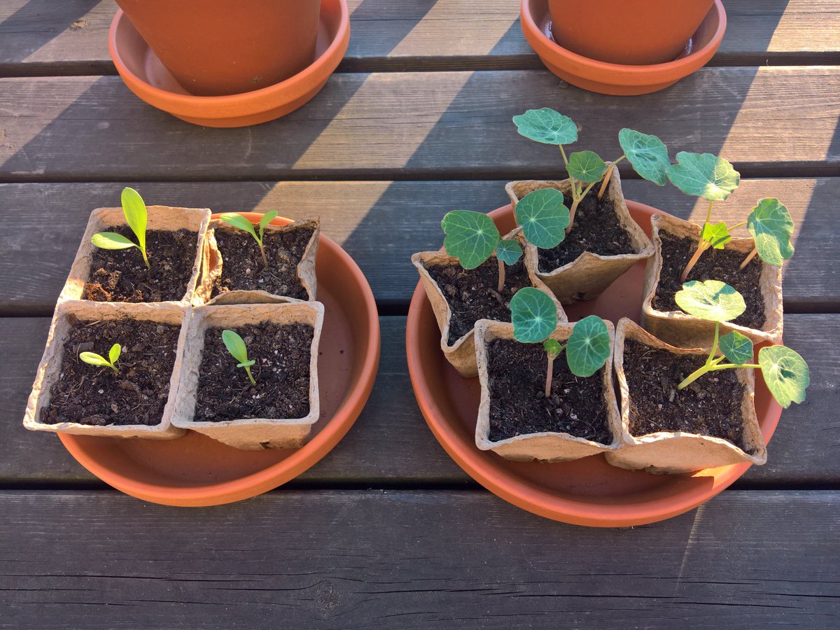 mandy_rauch's tweet photo. About 10 days ago I sowed some more calendulas and also some nasturtiums hoping they will flower in late autumn when everything else has gone over. I'm curious which of them will be fastest to flower. I also want to test these paper pots and see how they work.
#nowgrowing 🌱 https://t.co/EgRq7PpqEn