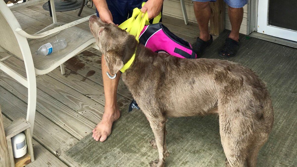 NBC 15 on Twitter "Dog jumps off I10 Bayway during traffic backup