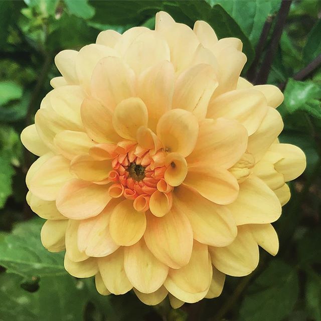 milly07's tweet photo. Sunday Flower.
#sundayedition #sundayflower #nature #beauty https://t.co/WBUD1OAxvw https://t.co/acjVLNQmDA