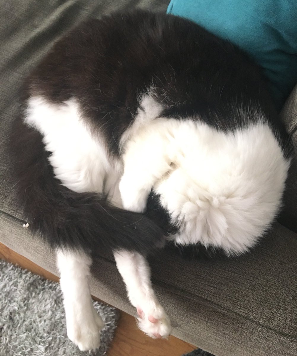 BryanDechart's tweet image. Does your cat sleep like this or is Igby a Deviant?