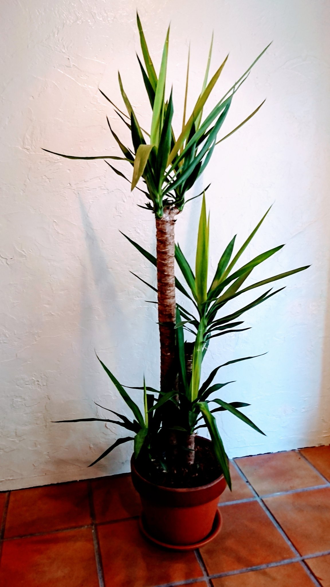 引取り限定⭐︎足立区 青年の木 ユッカ 観葉植物 木【値下げ】